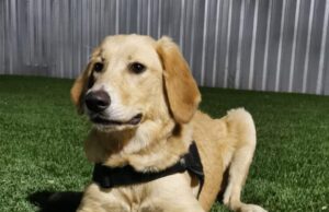 Niño se vuelve viral por poner cubre bocas a su perro.