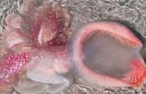 Color rosa y babosa: La extraña criatura marina hallada en Australia