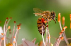 Estudio descubre una nueva causa para la muerte masiva de abejas