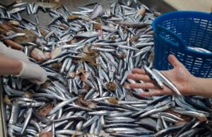 Detectan plastificantes en sardinas, anchoas y merluzas del Mediterráneo