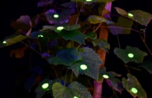 Primer velcro biodegradable inspirado en una planta trepadora