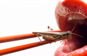 ¿Comer insectos? Te aportan como alimento mucho más de lo que piensas