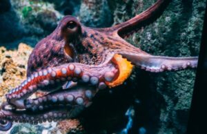 VIDEO: Capta a un pulpo extraño, especie que fue vista hace 20 años