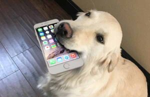 VIDEO: DogPhone es el teléfono para perros que ayuda a a llamar a sus dueños