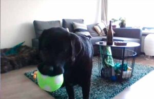 Perro hace reverencia a Simba al ver El Rey León y se vuelve viral