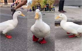 pato/blanco/atleta/maratón/Nueva/York