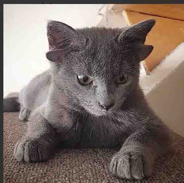 gata/cuatro/orejas/Instagram