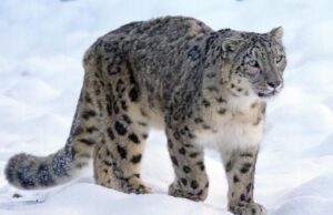 Mueren 3 leopardos de las nieves por covid-19 en Estados Unidos