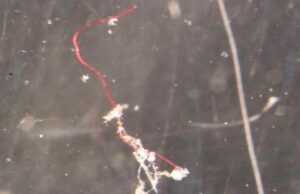 Depuran microplásticos del agua mediante ondas acústicas