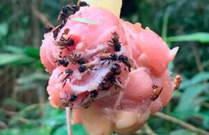 Increíble: descubrieron una especie de abejas «carnívoras»