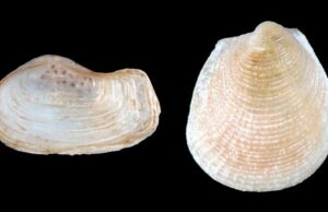 Almejas revelan errores en los cálculos del árbol evolutivo