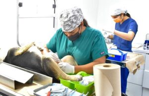 Cierra CACF el año con exitosa jornada de 2 días de esterilizaciones de mascotas