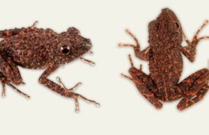 Con verrugas y ojos rojos: esta es la nueva especie de rana hallada en Madagascar