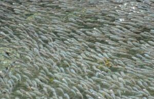 Pequeños peces en México espantan a sus depredadores creando olas