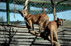 VIDEO: Mujer adopta enorme puma como mascota