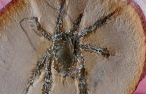 Un arácnido de 308 millones de años destaca por sus patas espinosas