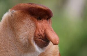 Los monos más feos del mundo atraen a las hembras con su nariz