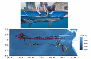 Un tiburón recorrió 27 mil kilómetros por el Pacífico en 546 días