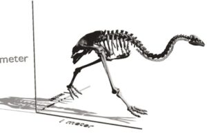 Investigadores reconstruyen el genoma de especies extintas de aves no voladoras