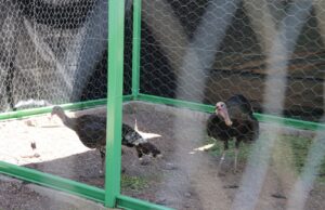 Alberga aviario de Unisierra a especie de gran importancia cinegética