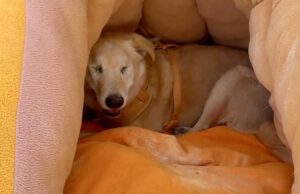 VIDEO: Tiene “Rirry” una segunda oportunidad con su nueva familia
