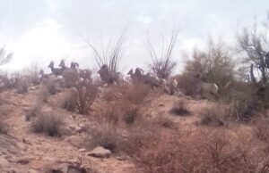 Exitosa la introducción de borrego cimarrón en la sierra: Celida López