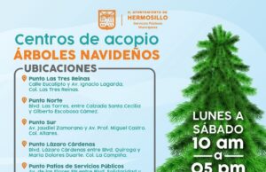 Recibirá Ayuntamiento de Hermosillo durante todo enero los pinos naturales en centros de acopio