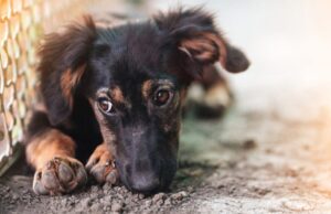 ¿Los animales experimentan enfermedades mentales?, la ciencia responde