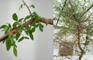 Descubrimiento asombroso: científicos logran resucitar un árbol curativo extinto que aparece en la Biblia