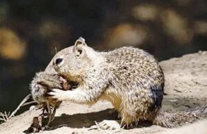Descubren ardillas carnívoras: cazan y comen roedores