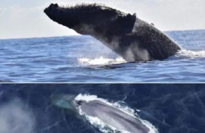 Descubren longevidad extraordinaria en ballenas; algunas superan 130 años