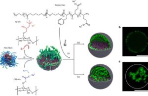Investigadores crean células artificiales con un citoesqueleto que simula la vida
