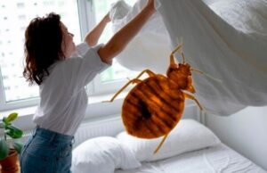 Descubren chinches superpoderosas que son 20 mil veces más difíciles de matar