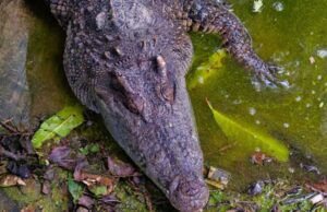 VIDEO: Mujer enfrenta a caimán con una chancla para proteger a ciervos en Florida; el reptil se queda con la chancla