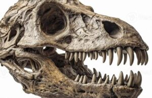 El espectacular hallazgo de un cráneo de dinosaurio en China: es una nueva especie, y medía casi 11 metros