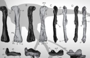 Un nuevo dinosaurio fue hallado en China y trae más detalles de la migración en el Jurásico