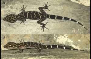 Descubren una criatura de gran tamaño acechando una casa abandonada en China: se trata de una nueva especie