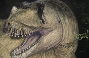 Un fósil destruido en la II Guerra Mundial es de un nuevo dinosaurio