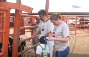 UNAM lanza nuevo tratamiento para combatir la mastitis en ganado lechero