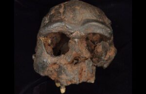 Homo erectus se adaptó a los duros desiertos hace 1,2 millones de años