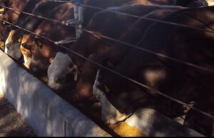 Exportación de ganado a EE. UU. sigue suspendida, reportan ganaderos de Sonora