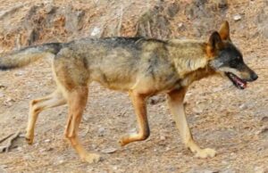 Lobo ibérico: nuevos estudios genéticos revelan que no es una especie tan pura como se creía
