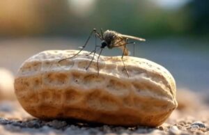 La piel del maní: una alternativa natural en la lucha contra el dengue