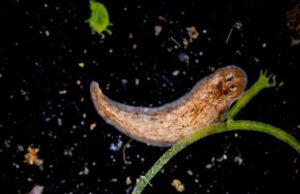 Los científicos alertan sobre la planaria, un depredador que amenaza el equilibrio de los ecosistemas marinos de Europa