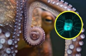 Descubren el sorprendente secreto evolutivo de los pulpos: cada tentáculo actúa como si tuviera un ‘cerebro’ independiente