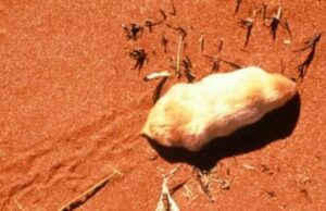 ¿Cómo sobrevive el topo marsupial del desierto? Un nuevo estudio entrega respuestas