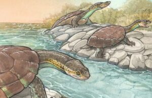 Por qué el hallazgo de una tortuga extinta fascina a los paleontólogos