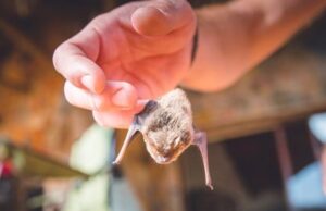 El virus Nipah: ¿Por qué los científicos lo consideran una amenaza mundial?