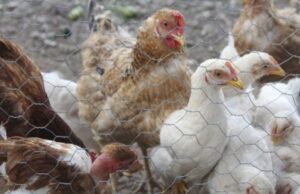 La UNAM pide estar alerta ante el virus H5N1 en México