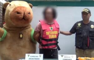 VIDEO: Policía se disfraza de capibara para atrapar criminal